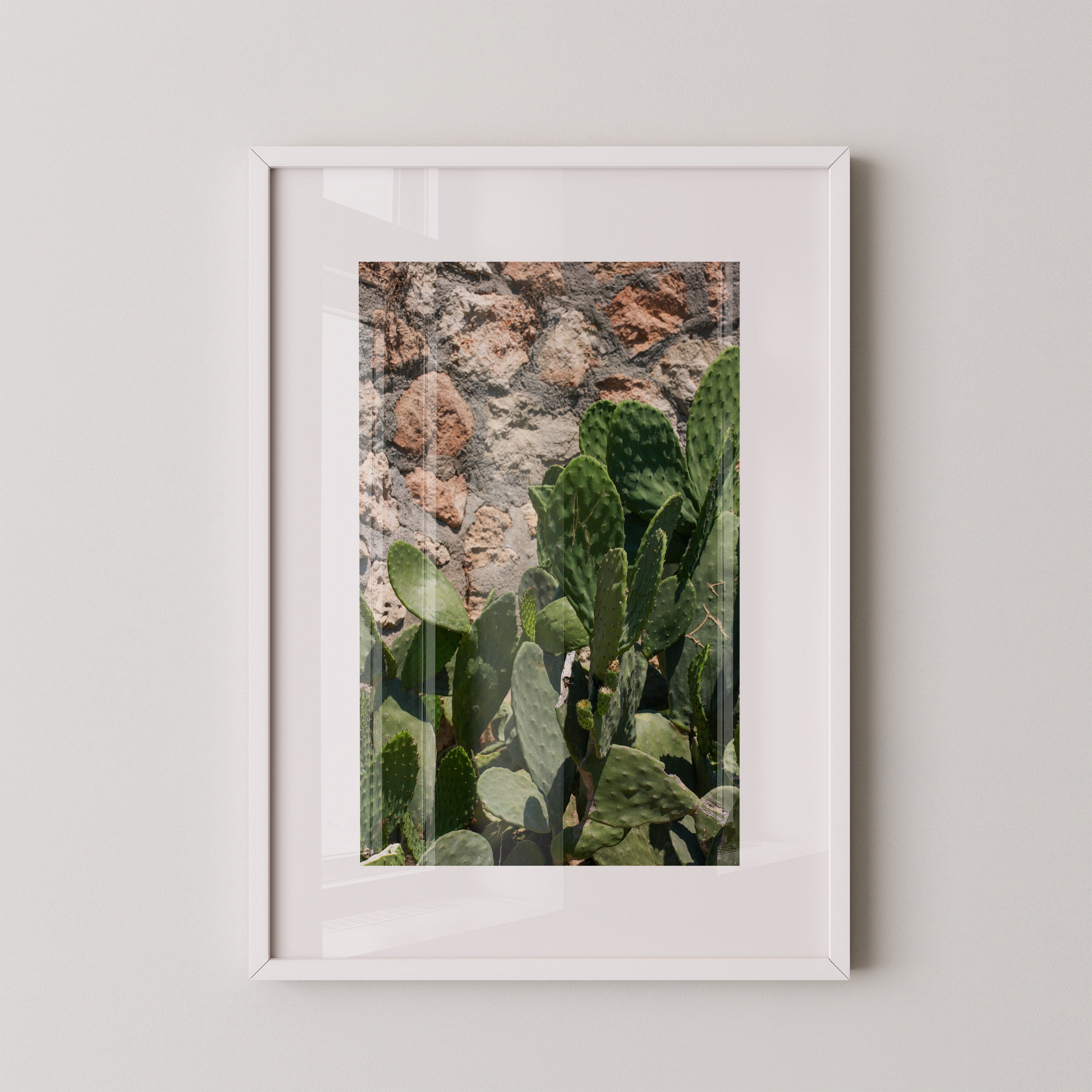 Sunlit Cactus – צילום אמנותי של צבר ים־תיכוני לצד קיר אבן טבעית, מאת דניאל ברלוט.