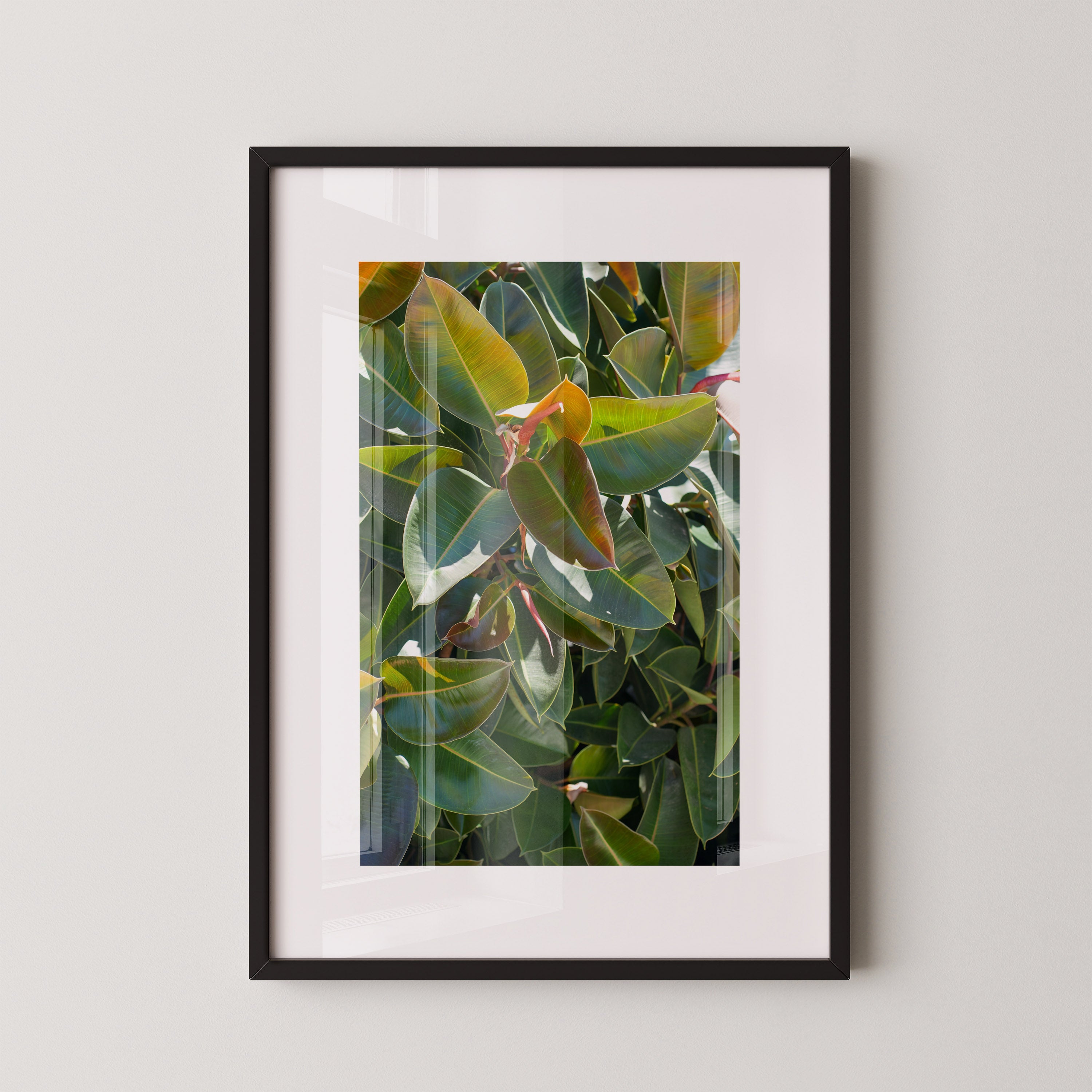 Emerald Ficus | Daniel Barlot
