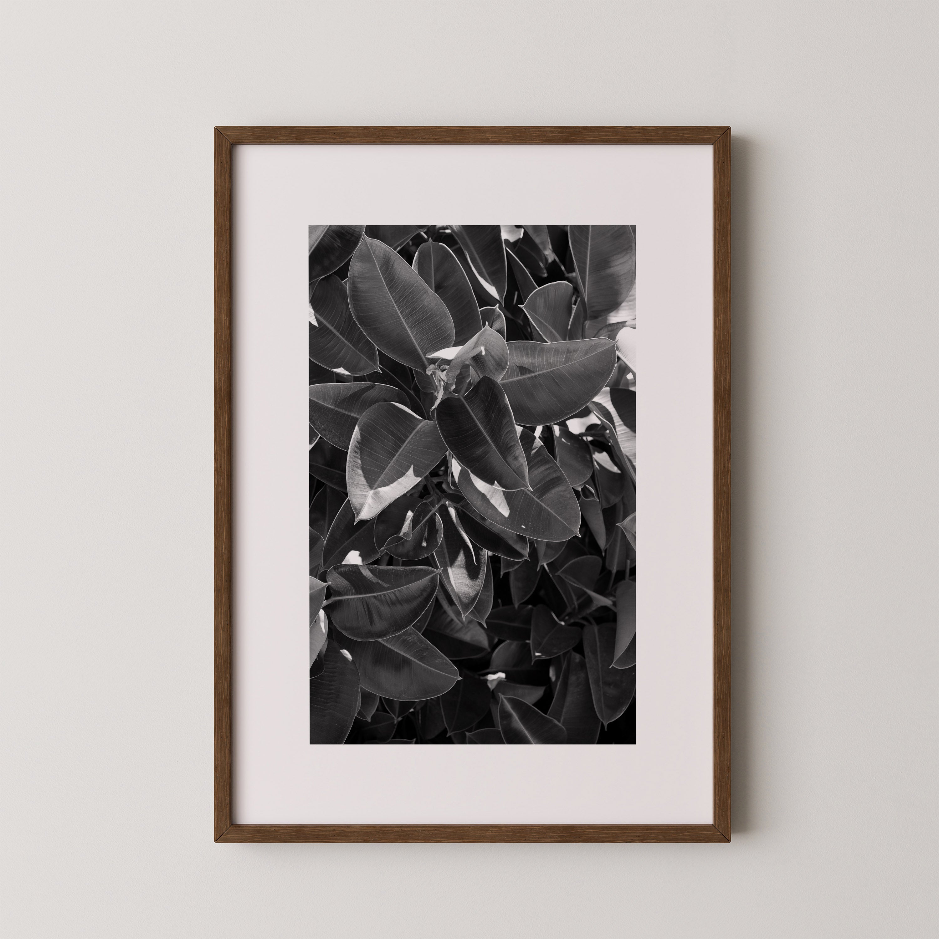 Veil of Leaves | Daniel Barlot