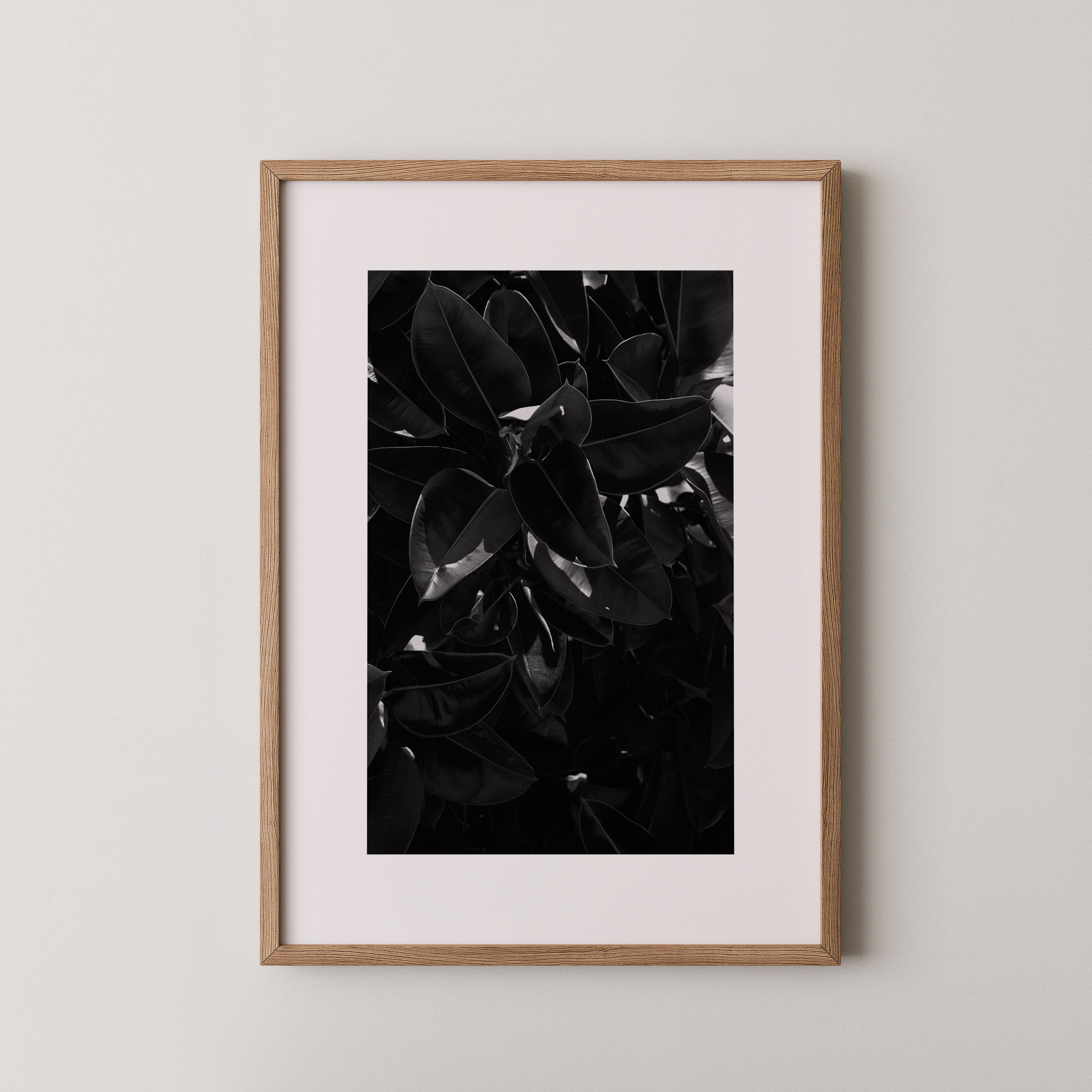 Midnight Ficus – צילום אמנותי בשחור־לבן של עלי פיקוס מאת דניאל ברלוט.
