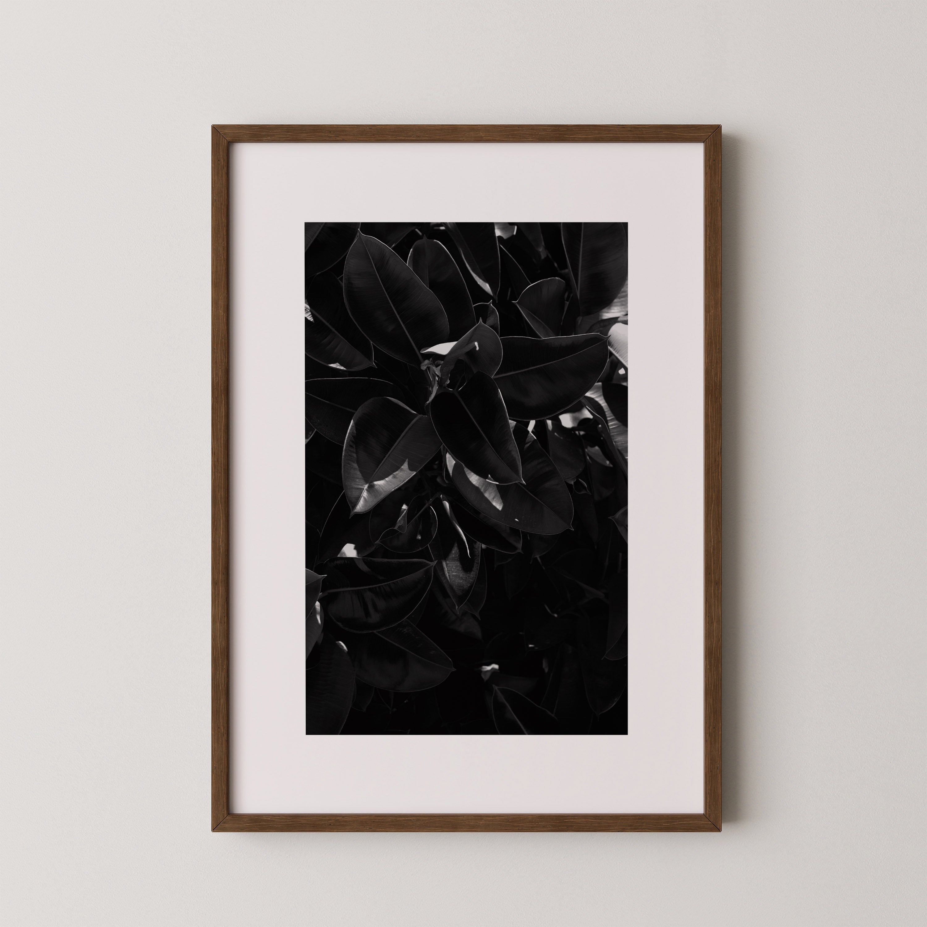Midnight Ficus – צילום אמנותי בשחור־לבן של עלי פיקוס מאת דניאל ברלוט.