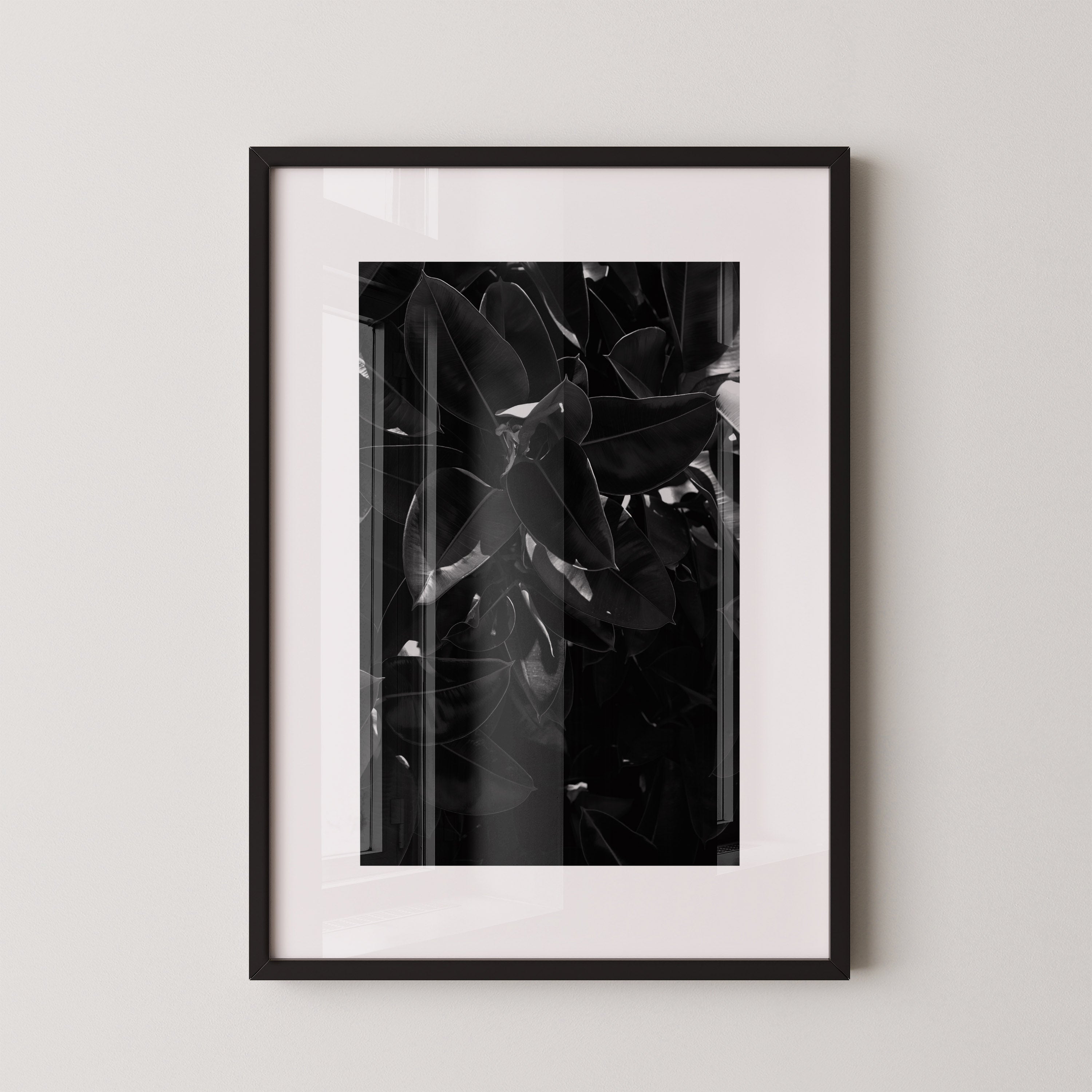 Midnight Ficus – צילום אמנותי בשחור־לבן של עלי פיקוס מאת דניאל ברלוט.
