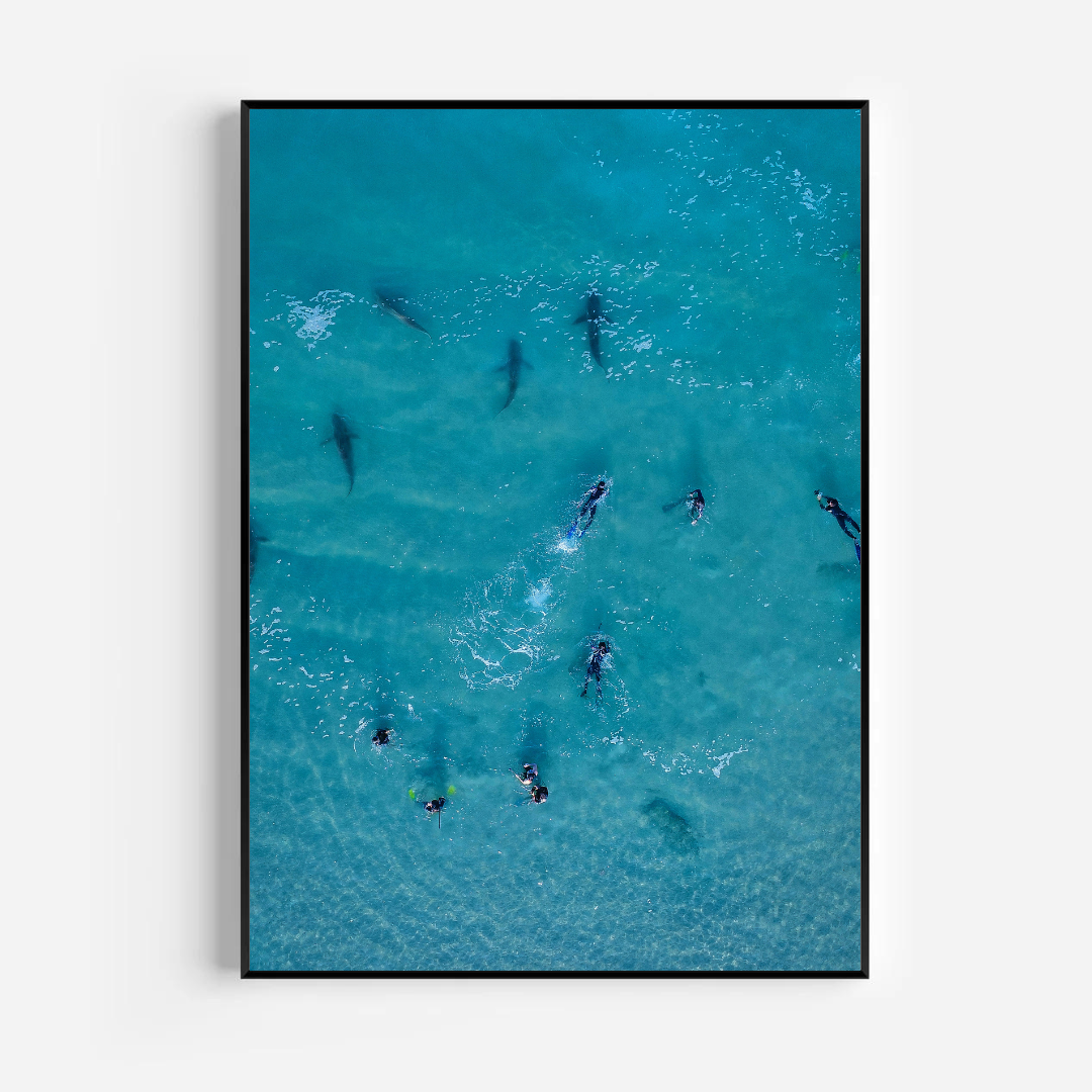 Playing with Sharks - Photography by artist Chen Kalifa Levy