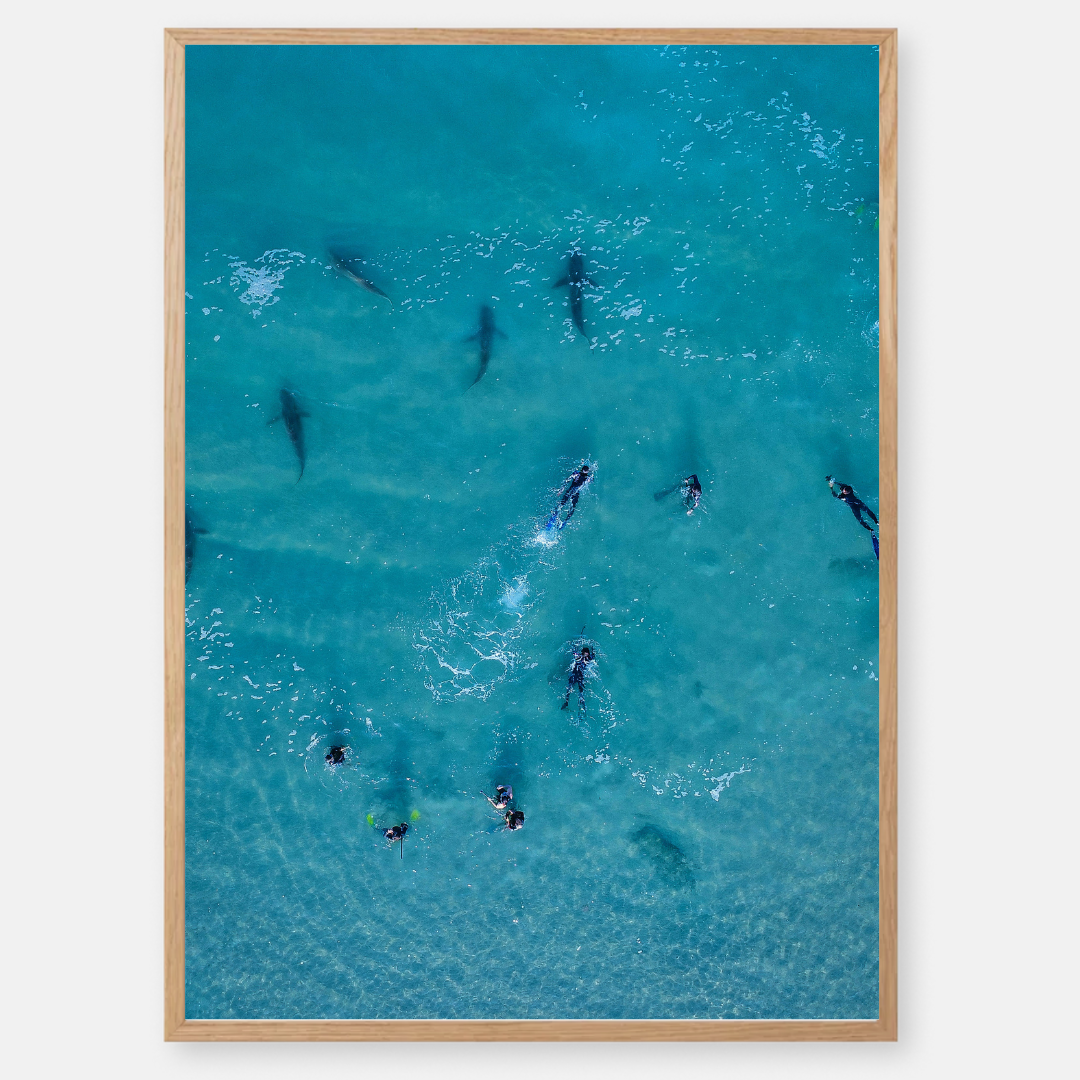 Playing with Sharks - Photography by artist Chen Kalifa Levy