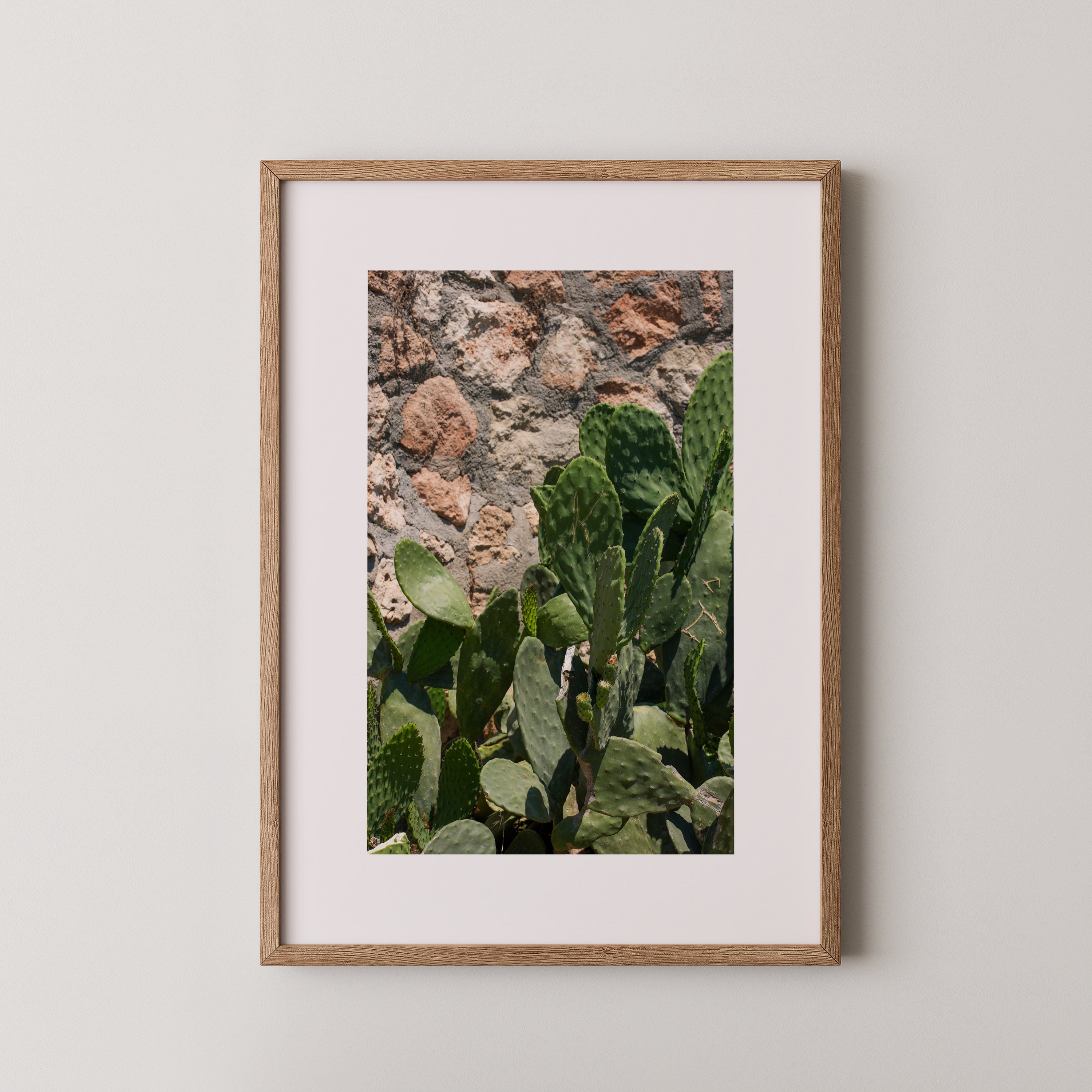 Sunlit Cactus – צילום אמנותי של צבר ים־תיכוני לצד קיר אבן טבעית, מאת דניאל ברלוט.