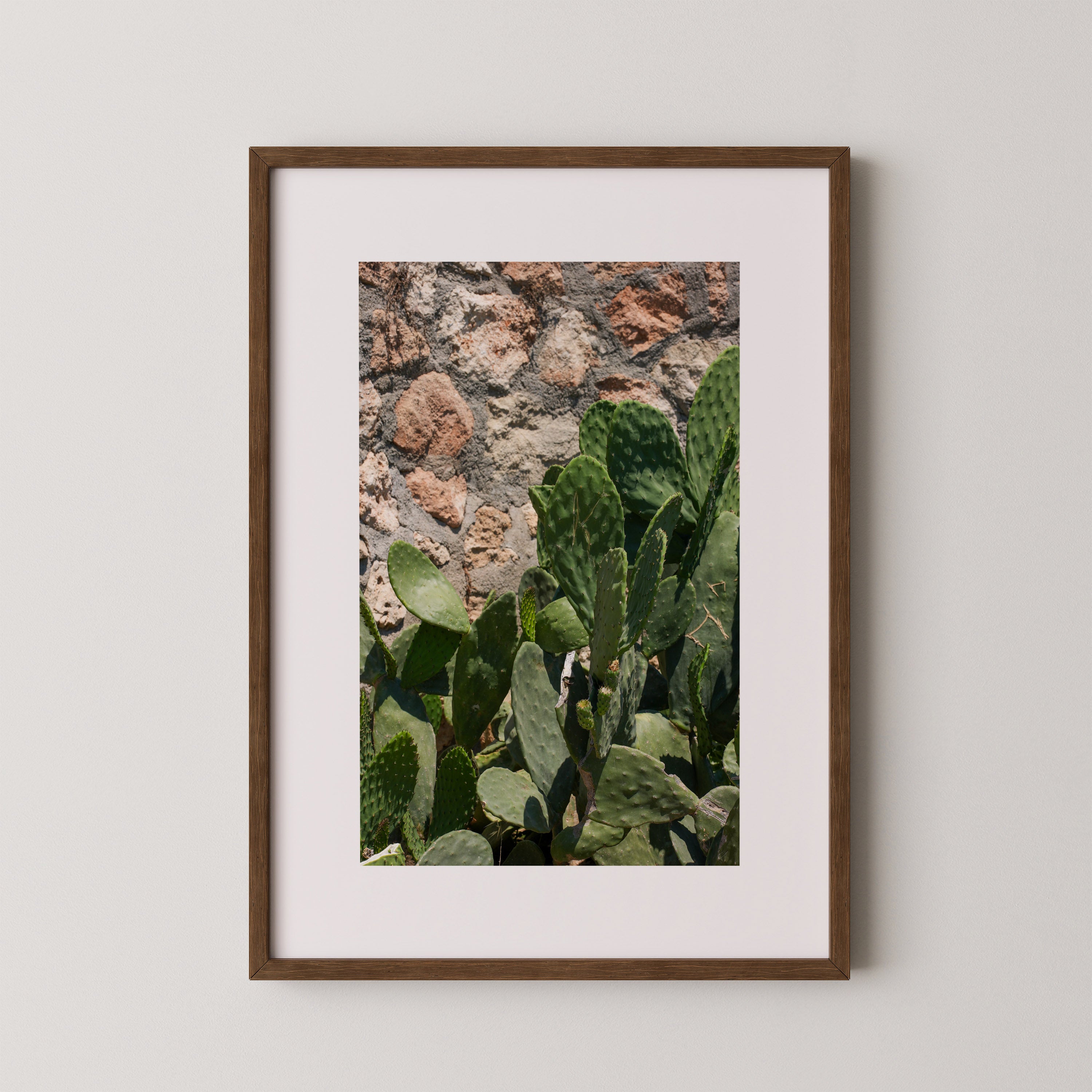 Sunlit Cactus | Danielle Barlot