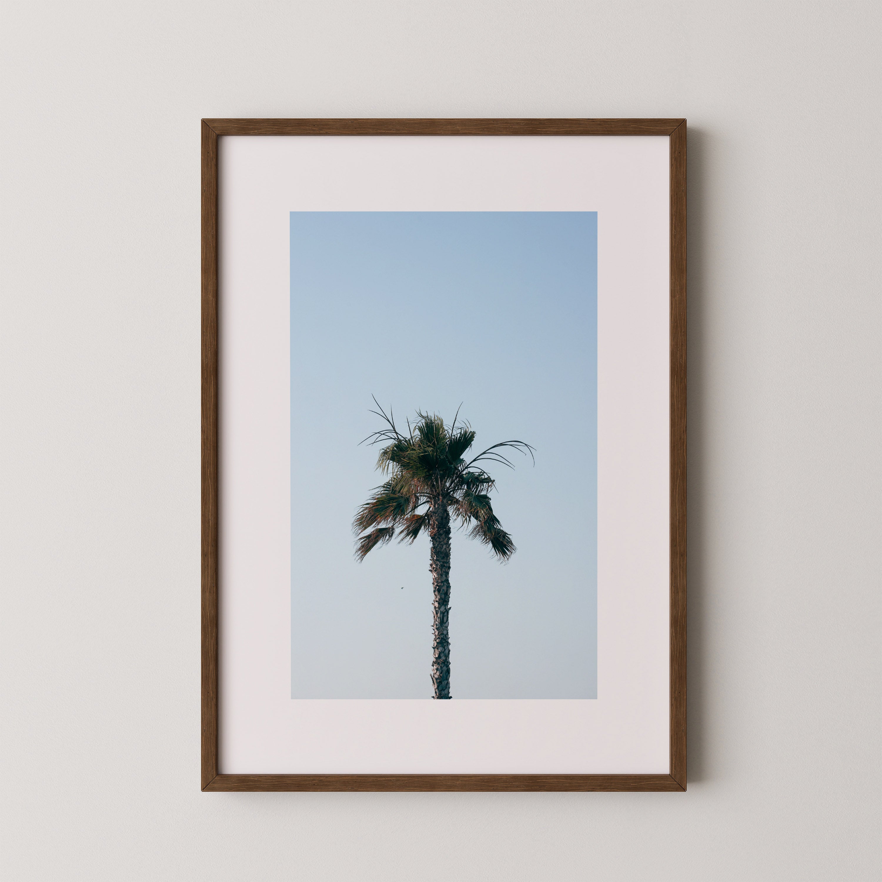 Palm Above – צילום מינימליסטי של עץ דקל בודד על רקע שמיים כחולים בהירים במסגרת עץ אלון טבעי.