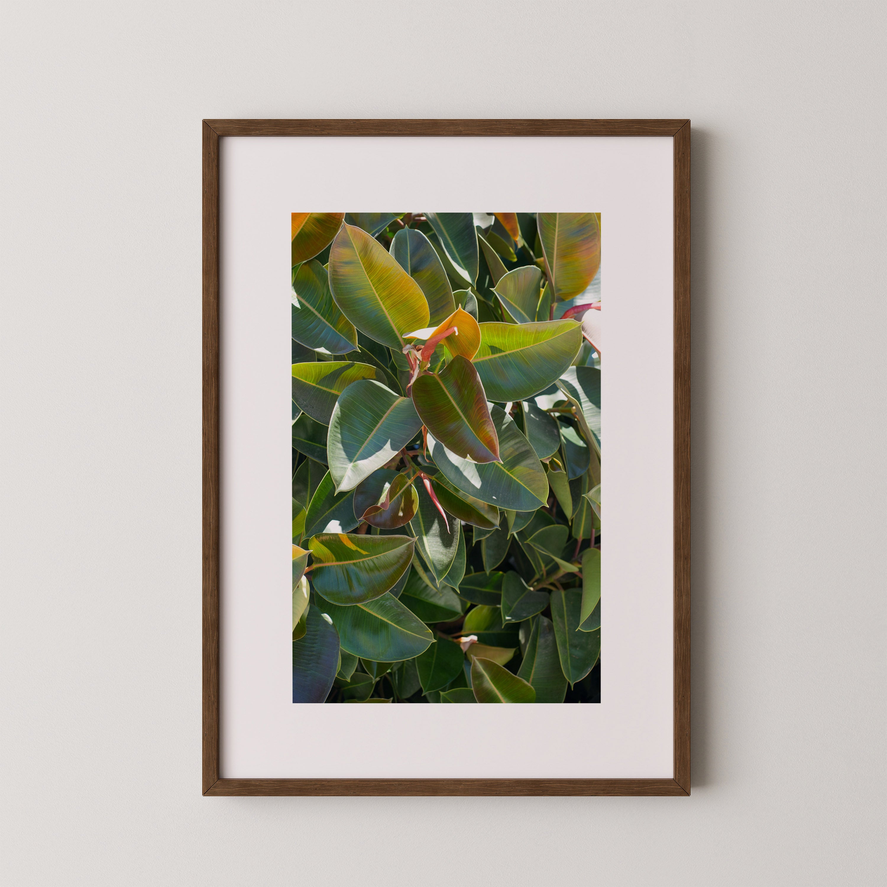 Emerald Ficus | Daniel Barlot