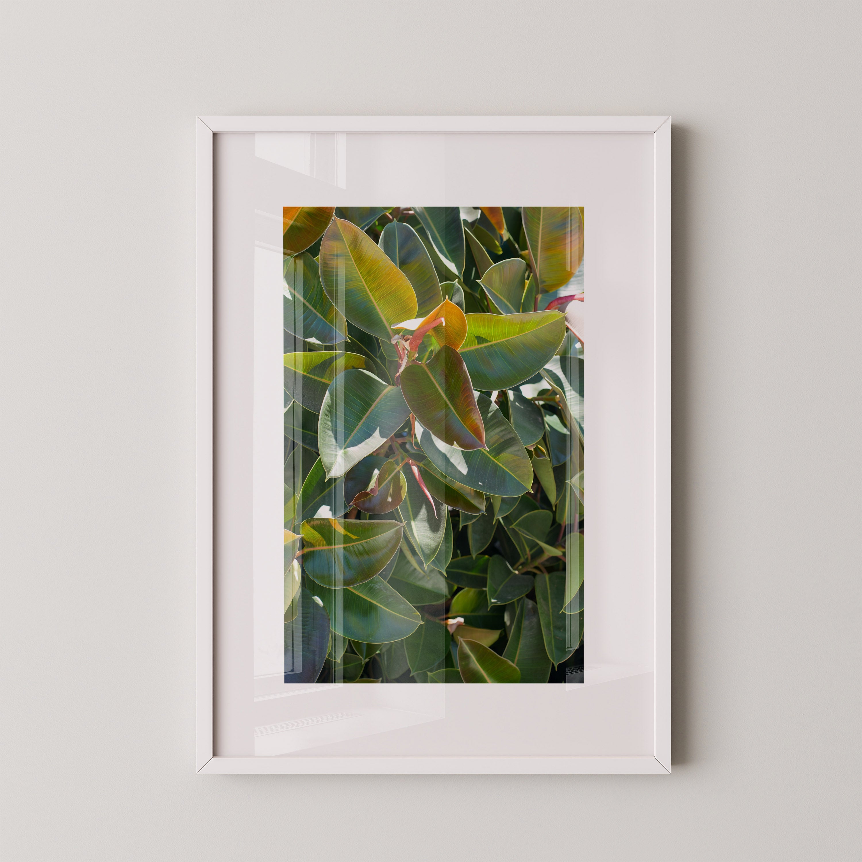 Emerald Ficus | Daniel Barlot