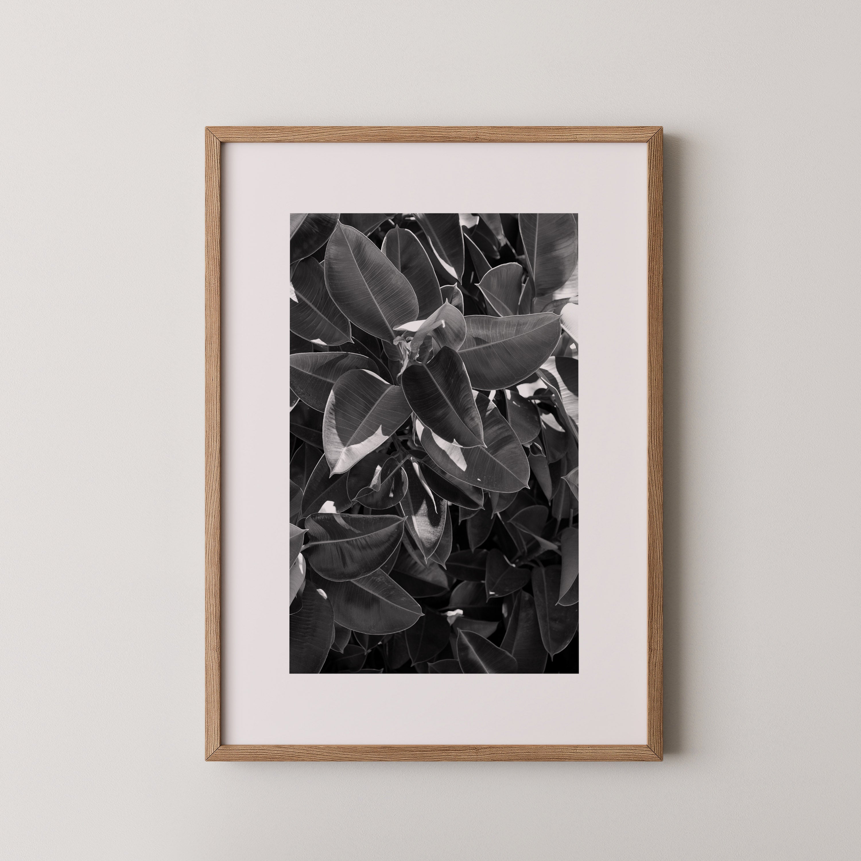 Veil of Leaves | Daniel Barlot