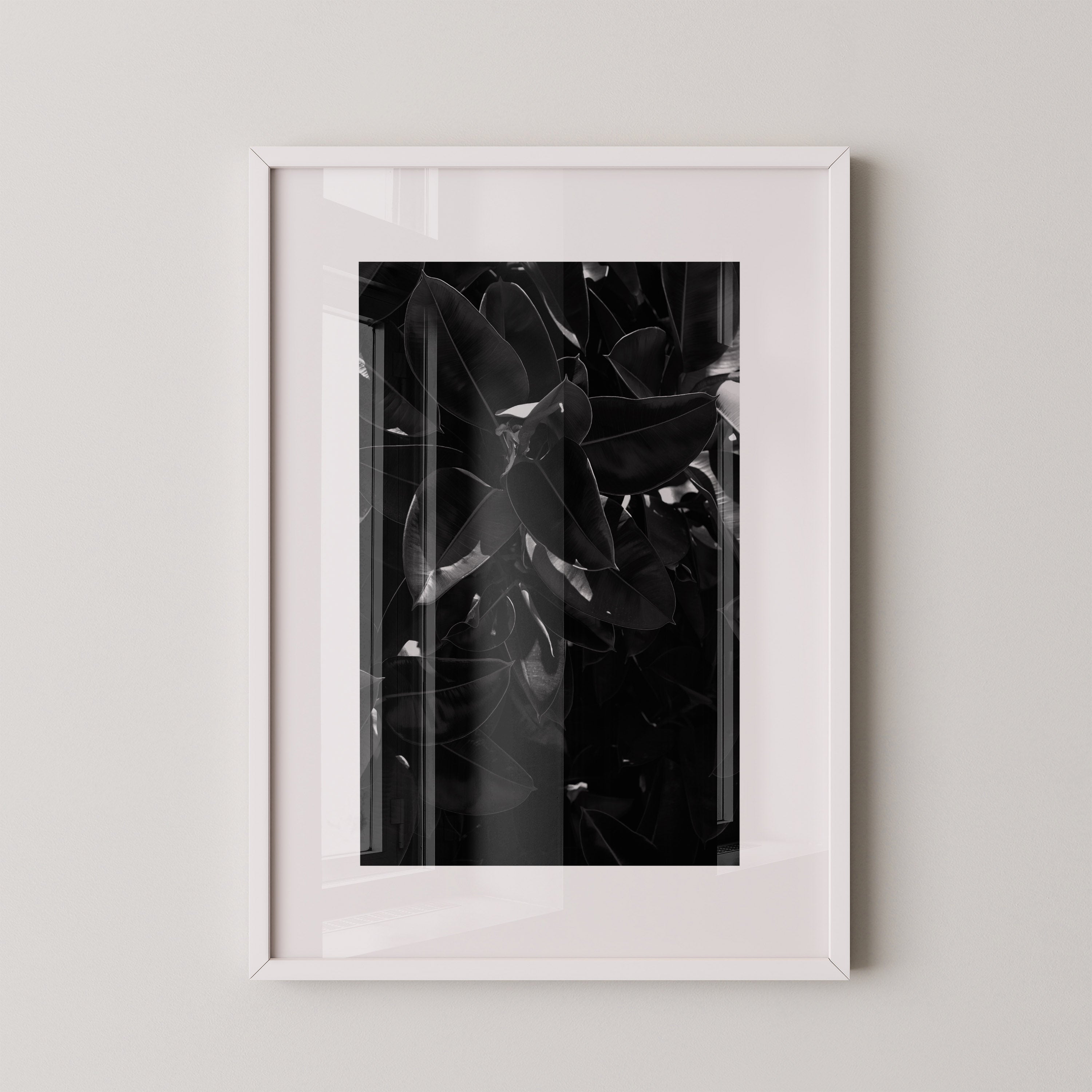 Midnight Ficus – צילום אמנותי בשחור־לבן של עלי פיקוס מאת דניאל ברלוט.