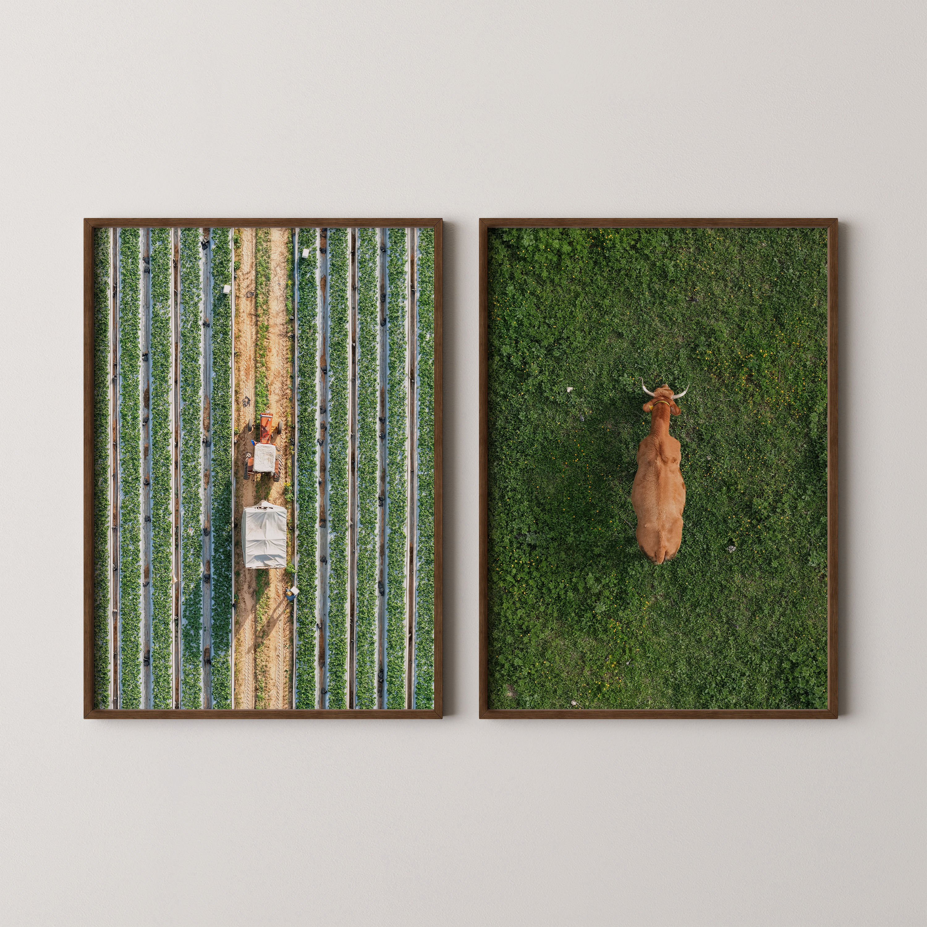 סט צילומים ממוסגר – שדות תותים מלמעלה באבן יהודה ופרה במרעה ירוק ברמת הגולן, צילום אווירי של חן כליפה לוי